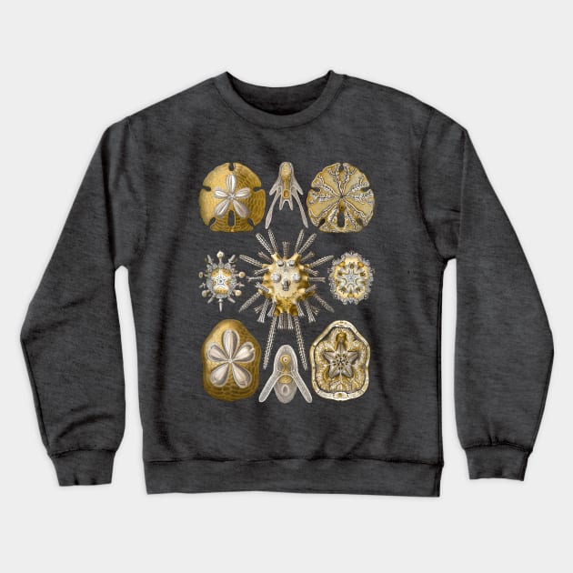 Ernst Haeckel Echinidea Sea Urchin Crewneck Sweatshirt by Scientistudio